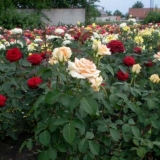 Kako presaditi ruže na drugo mjesto ljeti: tokom cvatnje, video